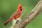 Northern cardinal Art Print